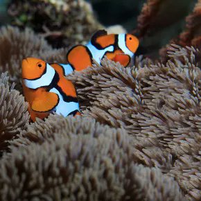 CNRS_OccitaniE's tweet image. #MinuteScience | Un animal peut changer de couleur en évoluant dans un paysage avec d'importants changements. Comment apparaissent les bandes blanches du poisson clown 🐠? @criobe_pf #BIOM

➡️ occitanie-est.cnrs.fr/fr/cnrsinfo/de…

@CNRS @INSB_CNRS @INEE_CNRS @upvd1 @EPHE_PSL @Sorbonne_Univ_