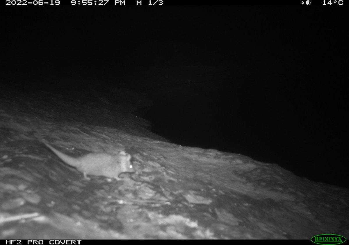 Jenny Davis tweet media