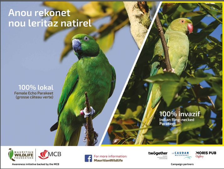 Anou rekonet nou leritaz natirel
Grosse cateau verte vs perruche à collier
Lien vers le texte: facebook.com/MauritianWildl…