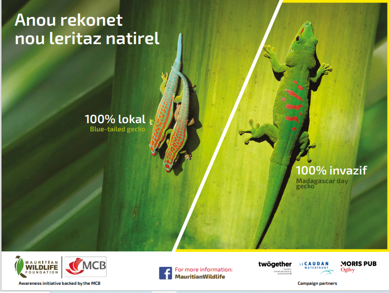 mwfWildlife's tweet photo. Anou rekonet nou leritaz natirel
Geckos endémique vs geckos exotiques

Lien vers le texte: 
https://t.co/5TV4PxddEm.
243279752427632/5411822902239932/ https://t.co/JNJjd2M0yQ
