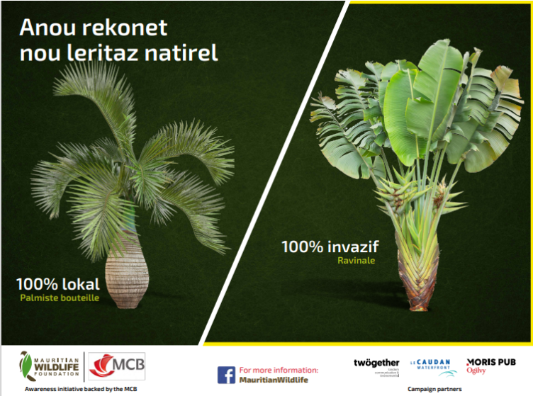 mwfWildlife's tweet photo. Anou rekonet nou leritaz natirel
Palmiste bouteille vs ravenale

Lien vers le texte: 
https://t.co/bCIYU2UIVX https://t.co/Zi1o1XUvU0