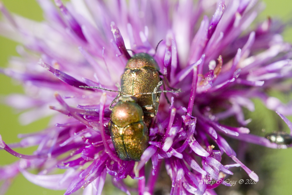 pogomcl's tweet photo. @MacroHour #MacroHour @ColeopSoc @Beetle_Guy @rockwolf74 Flower Beetle, Cryptocephalus sericeus #beetles #AmazingBeetles #Coleoptera #macro #macro_world #macrophotogaphy #inects #insectphotography #canon #canonphotography #shinything https://t.co/E0KYfyzF37
