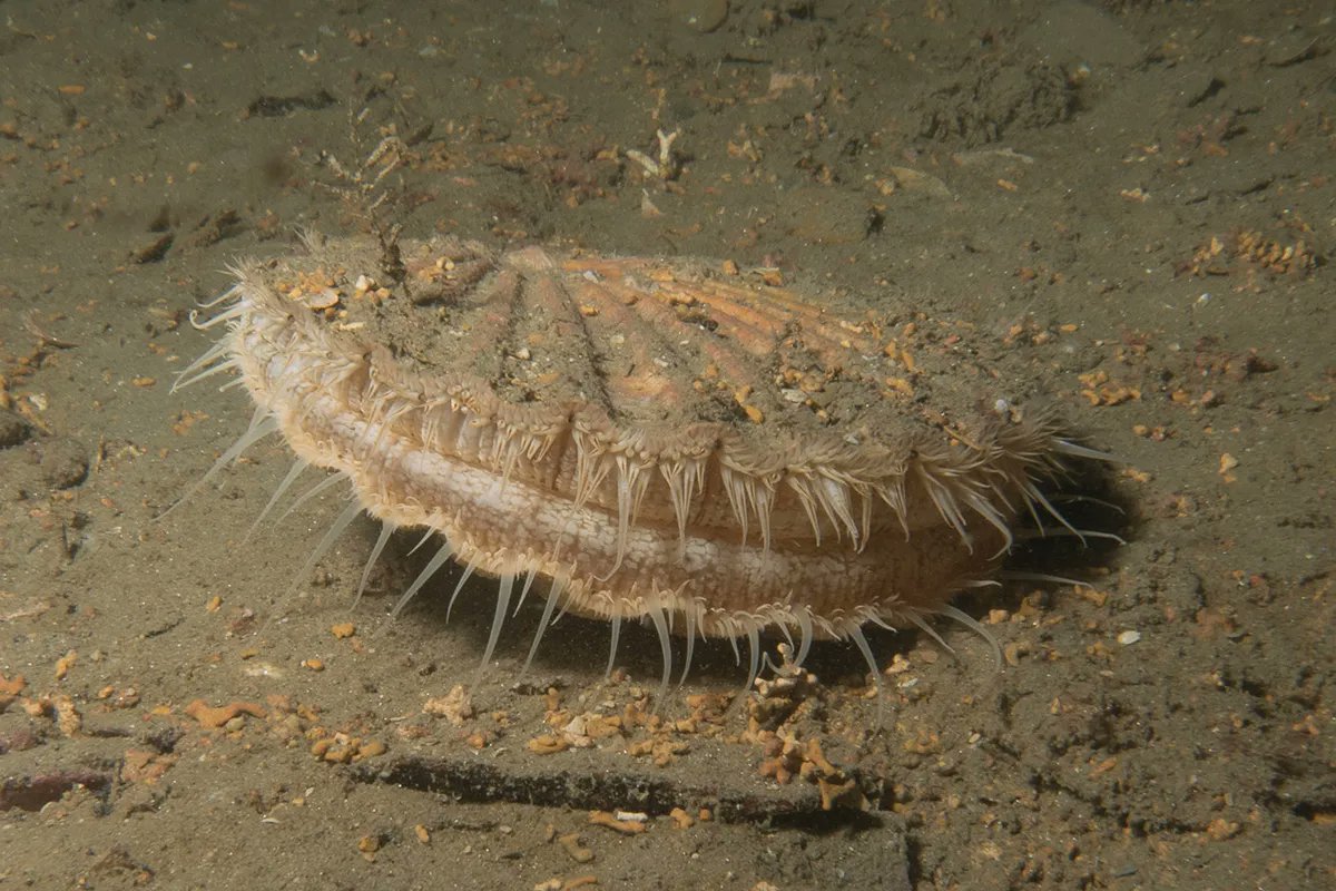 fisheriesappg's tweet photo. Following stakeholder consultation, @DevonSevernIFCA will allow commercial #scallop divers to operate in some of its #MarineProtectedAreas (#MPAs) during the formerly-closed summer months, in tandem with measures such as the use of #iVMS. https://t.co/bGG1W3uggk https://t.co/hYwc5FRt88