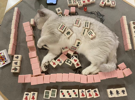 ThreeKitty_Wong's tweet photo. cat messing around while i play mahjong

#CatsOfTwitter #cats https://t.co/wLGAiG54Wy