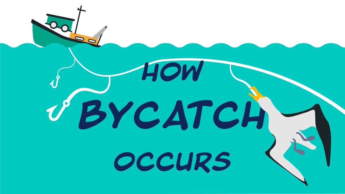 Bycatch  is the leading driver of declining seabird populations, with at least 600,000 birds killed every year. Check out this animated series to learn more: buff.ly/3QwuMyJ 
<a href="/SciAniStudio/">Science Animation Studio</a> @Darwin_Defra @britishantarcticsurvey, @BirdlifeMarine