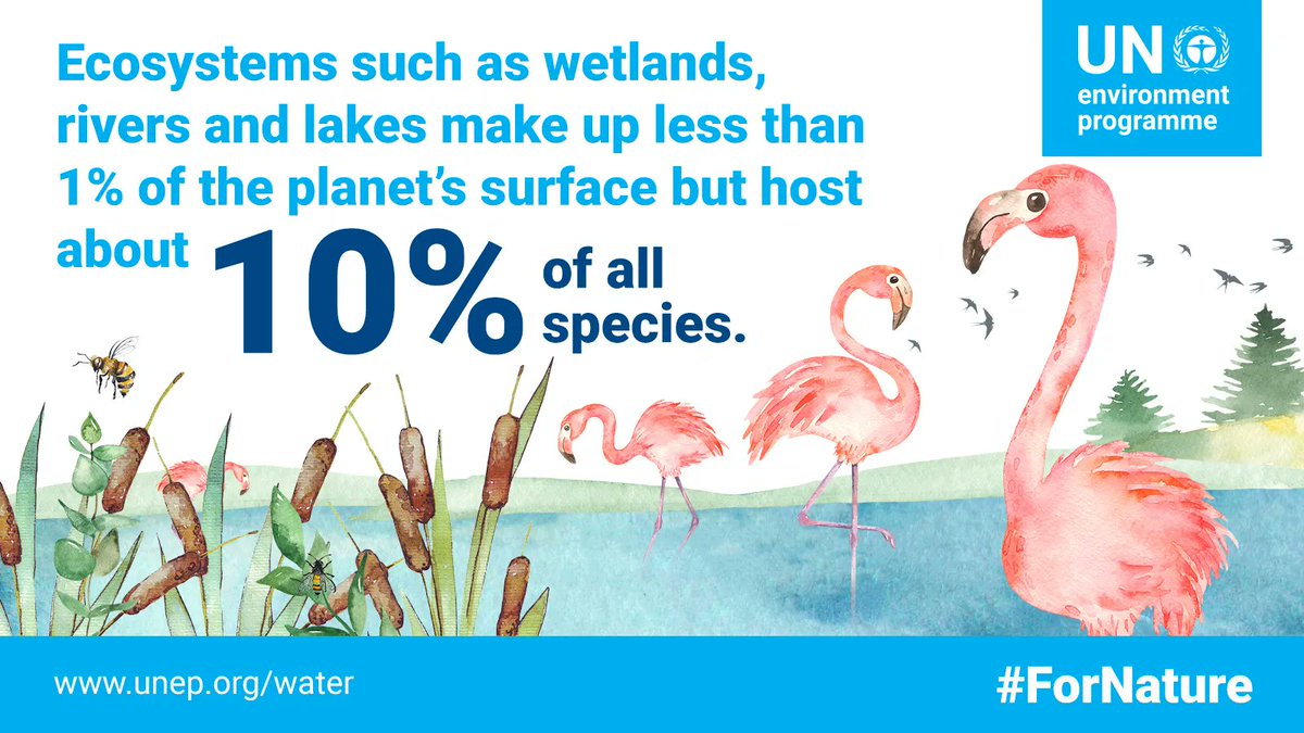 As we mark #WorldWaterWeek, countries are urged to do more to protect their lakes, rivers and wetlands, that are often overlooked when it comes to conservation. Learn more: bit.ly/3KuBnre #ForNature