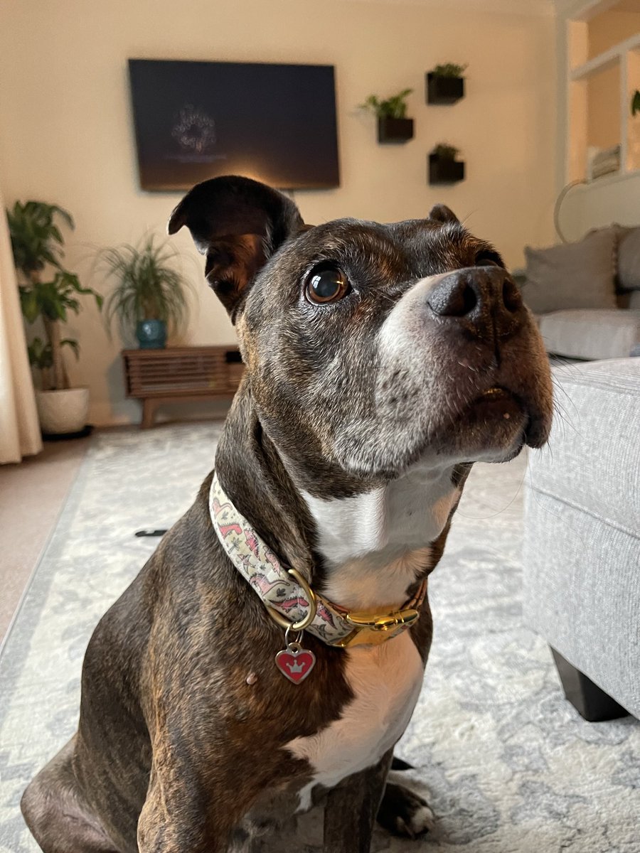 WeirdMarla's tweet photo. @dog_rates @Trupanion https://t.co/mH768OVLGY