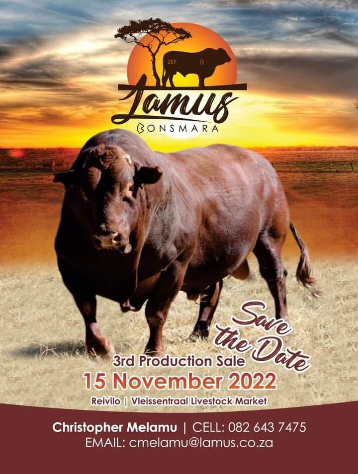 Ladies and gentlemen our third production sale of Lamus Bonsmara will take place on the 15th November 2022. Top top quality animals to enter the ring. Save the date. Your support will be highly appreciated 🙏🏽  

#BonsmaraSA #ZEFGenetics #LamusBonsmara #BeefProduction #Rooiras