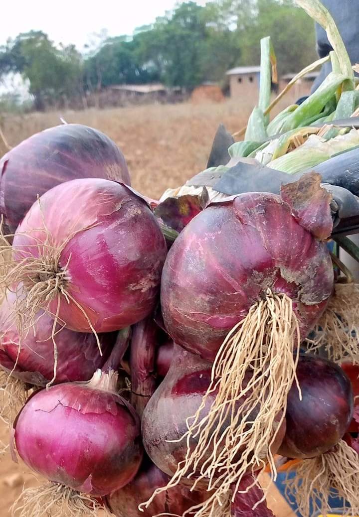 Fredmunene_'s tweet image. The bulb that does not need power to light but it will make you cry 😢