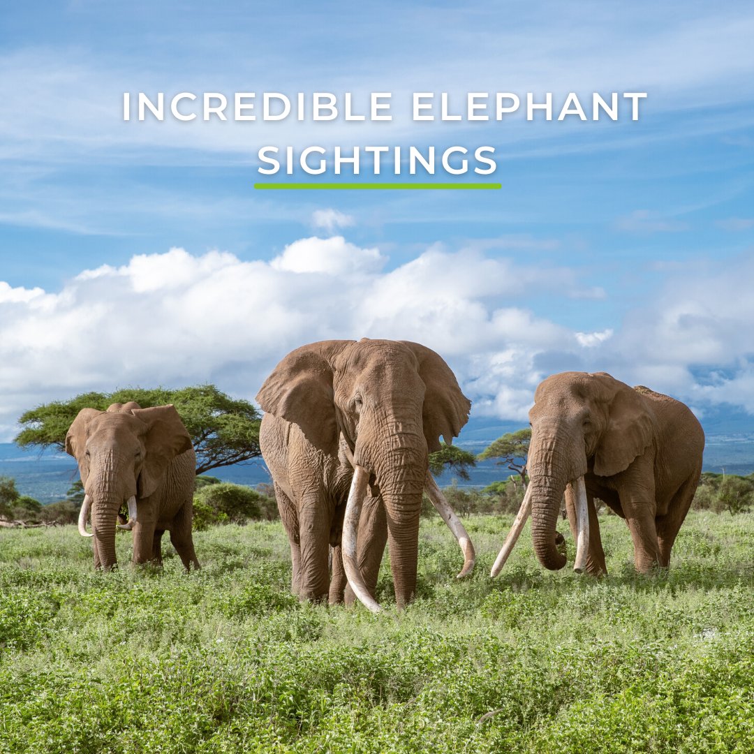 Wild Eye tweet media