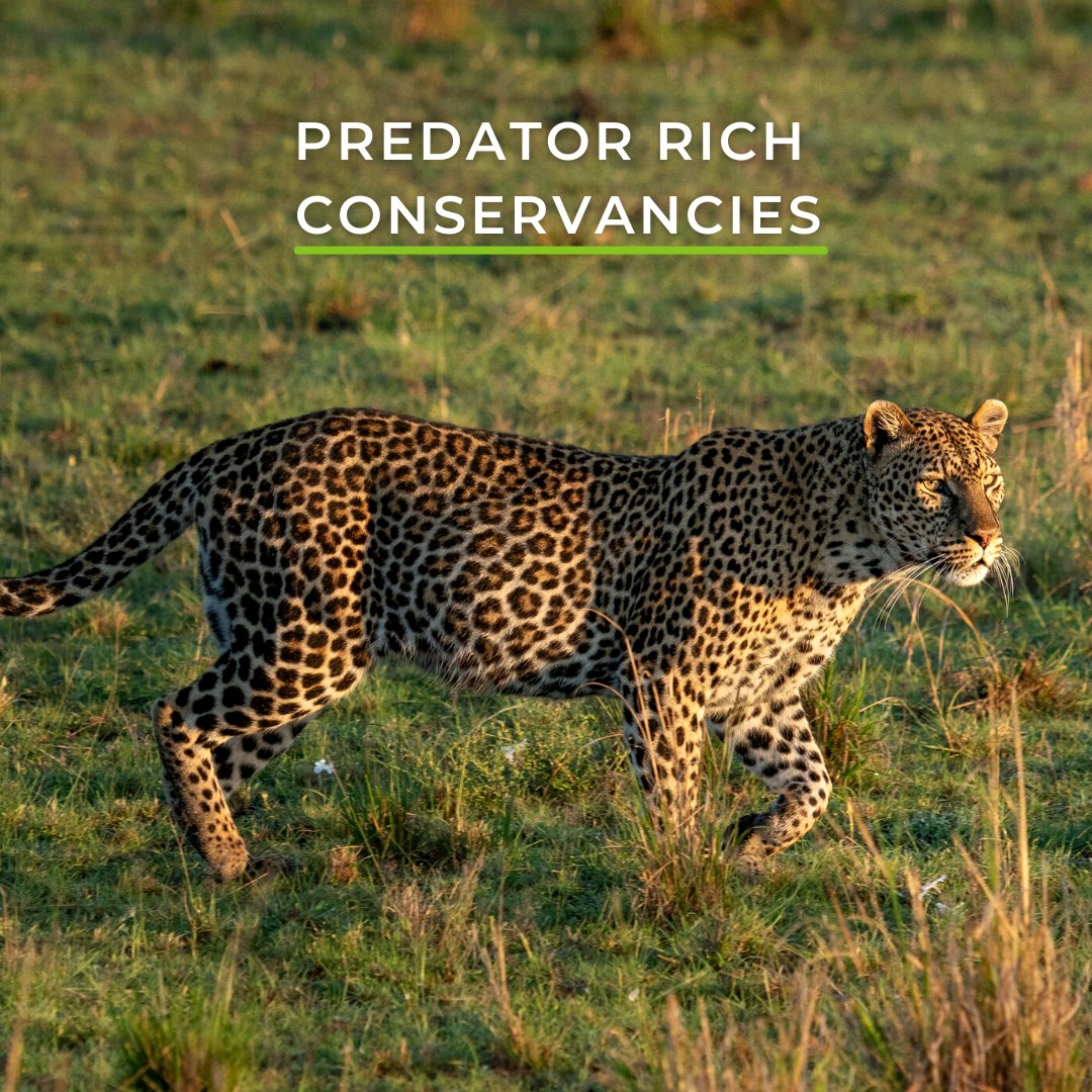 Wild Eye tweet media