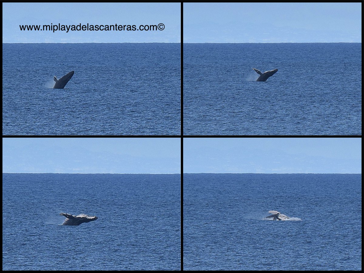 LasCanteras's tweet photo. Secuencia fotográfica del salto de la ballena jorobada o yubarta que este lunes se paseó por la bahía de El Confital  https://t.co/xQZWzOlkZs https://t.co/sTEgUbzFrq