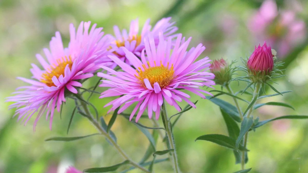 Vaste_Tuinplant's tweet photo. Je moet er waarschijnlijk nog niet aan denken, maar na de zomer is het #tuinseizoen nog lang niet over... met wat kleine tips, creëer je een prachtige na #zomertuin. Maak een mooie #herfstborder met #Asters, #Verbena, #Helianthus, #Persicaria amplexicaulis en #grassen. https://t.co/5Bp0FikWNV