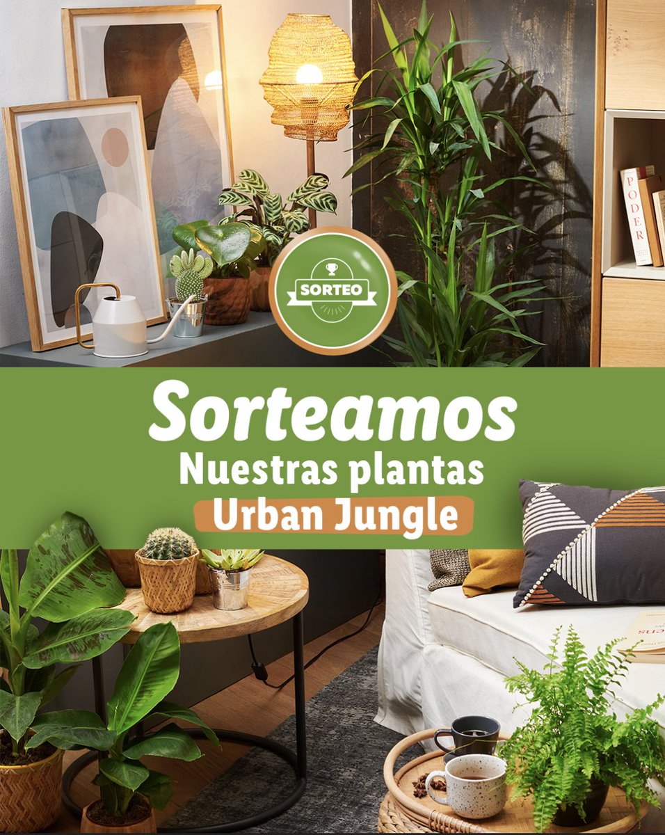 🌼 SORTEAMOS NUESTRAS PLANTAS DE INTERIOR URBAN JUNGLE 🌼

¿Quieres participar? Es tan fácil como siempre: 

✅ Sigue a <a href="/lidlespana/">Lidl España</a>
🔁 Haz RT a esta publicación. 
💬 Comenta con el truco infalible para cuidar tus plantas (o alguna de ellas) usando el hashtag #LasPlantasDeLidl.