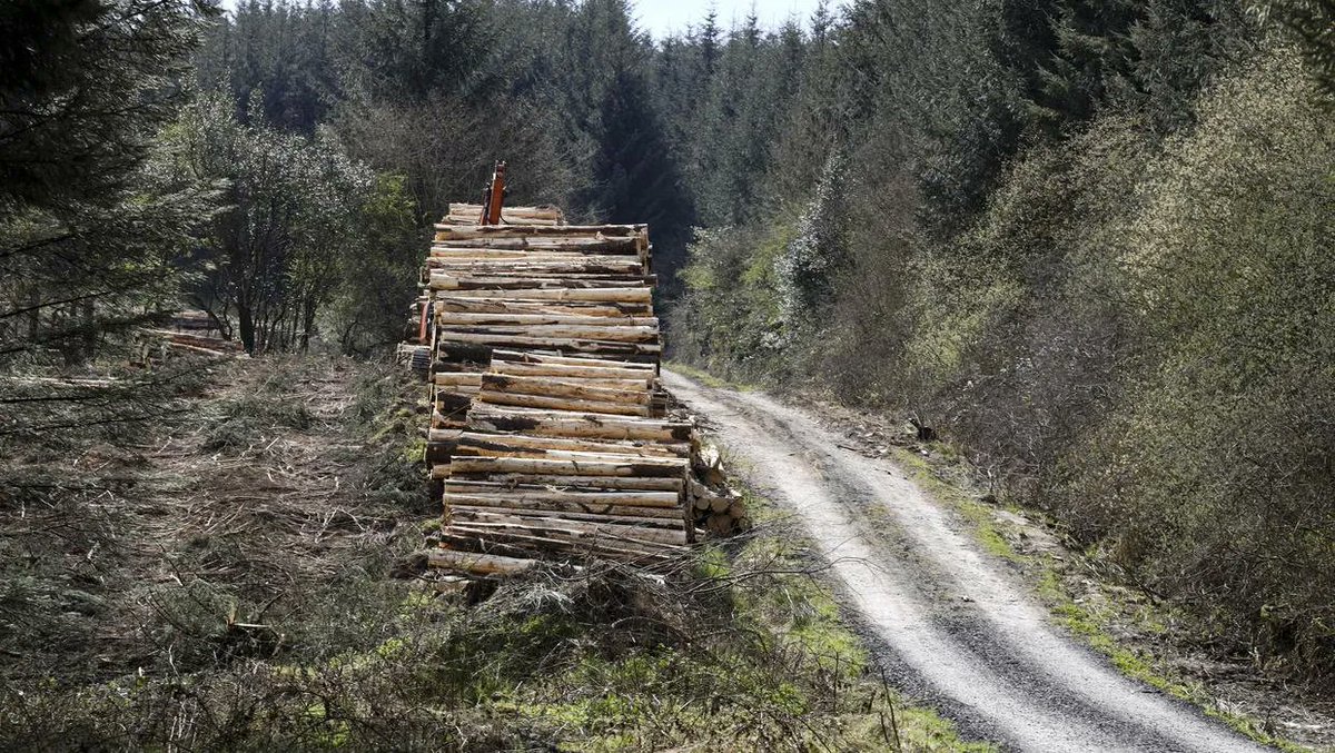 Department of Agriculture urged to take axe to forest licence rules buff.ly/3Tq7hsK