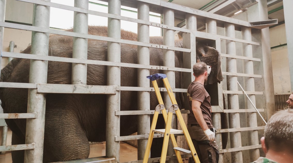 EFS_Sante's tweet photo. Partenariat insolite entre l'EFS et @TouroparcZoo autour d'un protocole de plasmathérapie contre l'herpès des éléphants, fatal aux éléphanteaux. 🐘
L’EFS à travers Christophe Barisien, responsable prélèvement BFC, est ravi d’apporter son expertise à ce projet innovant ! 🩸🧬 https://t.co/DlQEr2Ayjc