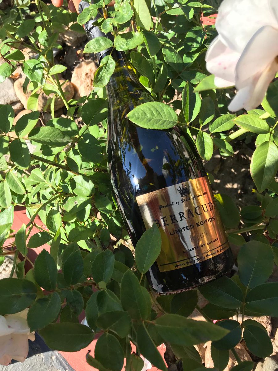 Berracuda_za's tweet photo. Gifts from nature.

#nature #brut #golden #luxury #green #berracuda #bloom #champagne #wine https://t.co/IEXBmjSC1g