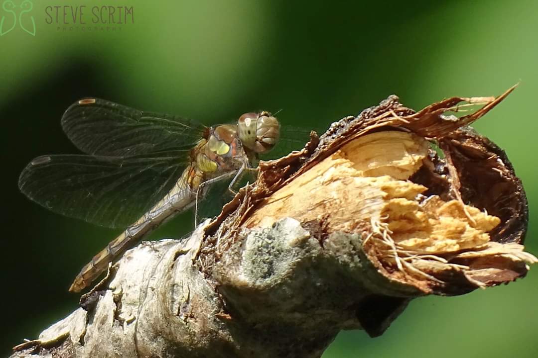 Common Darter. Davyhulme Millennium Nature Reserve
28.08.22
<a href="/FlixtonUrmston/">Love where you live</a> <a href="/GMGreenCity/">GM Green City</a> <a href="/CityofTreesMcr/">City of Trees</a>  <a href="/UrmstonMeadows/">Urmston Meadows</a> @GroundworkGM <a href="/unitedutilities/">United Utilities</a> <a href="/promotetrafford/">Promoting Trafford</a> <a href="/BDSdragonflies/">British Dragonfly Society</a>