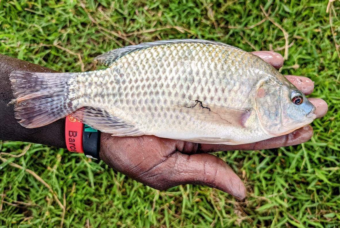 We’ve been working with a great organisation called Rural Aquaculture Development (RAD) in western Uganda - understanding challenges and opportunities for smallholder #tilapia #farmers and supporting the growth of #sustainable #aquaculture. #internationaldevelopment