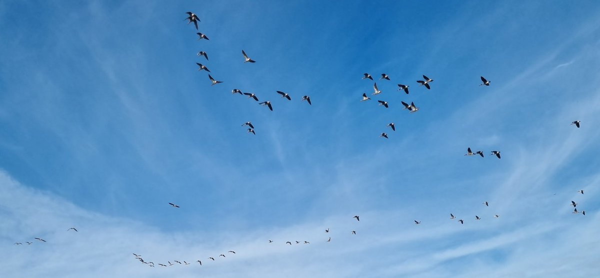 danielhartleyHR's tweet photo. 🇨🇦 geese always seem to wait for the #bankholiday to be over here - then it's time to fly! #clockwork #requestingaflyby #westyorkshire https://t.co/xICppA4YMM