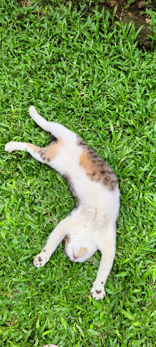penguasahati's tweet photo. Habis makan akutu ngantuk...

#abuba
#AdoptDontShop
#kesayangan
#catoftwitter

@paspambul @IAmGargantua @heymamit https://t.co/IR6WaWu3a6