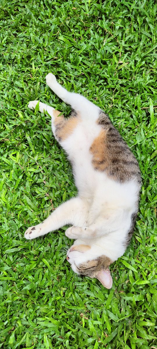 penguasahati's tweet photo. Habis makan akutu ngantuk...

#abuba
#AdoptDontShop
#kesayangan
#catoftwitter

@paspambul @IAmGargantua @heymamit https://t.co/IR6WaWu3a6