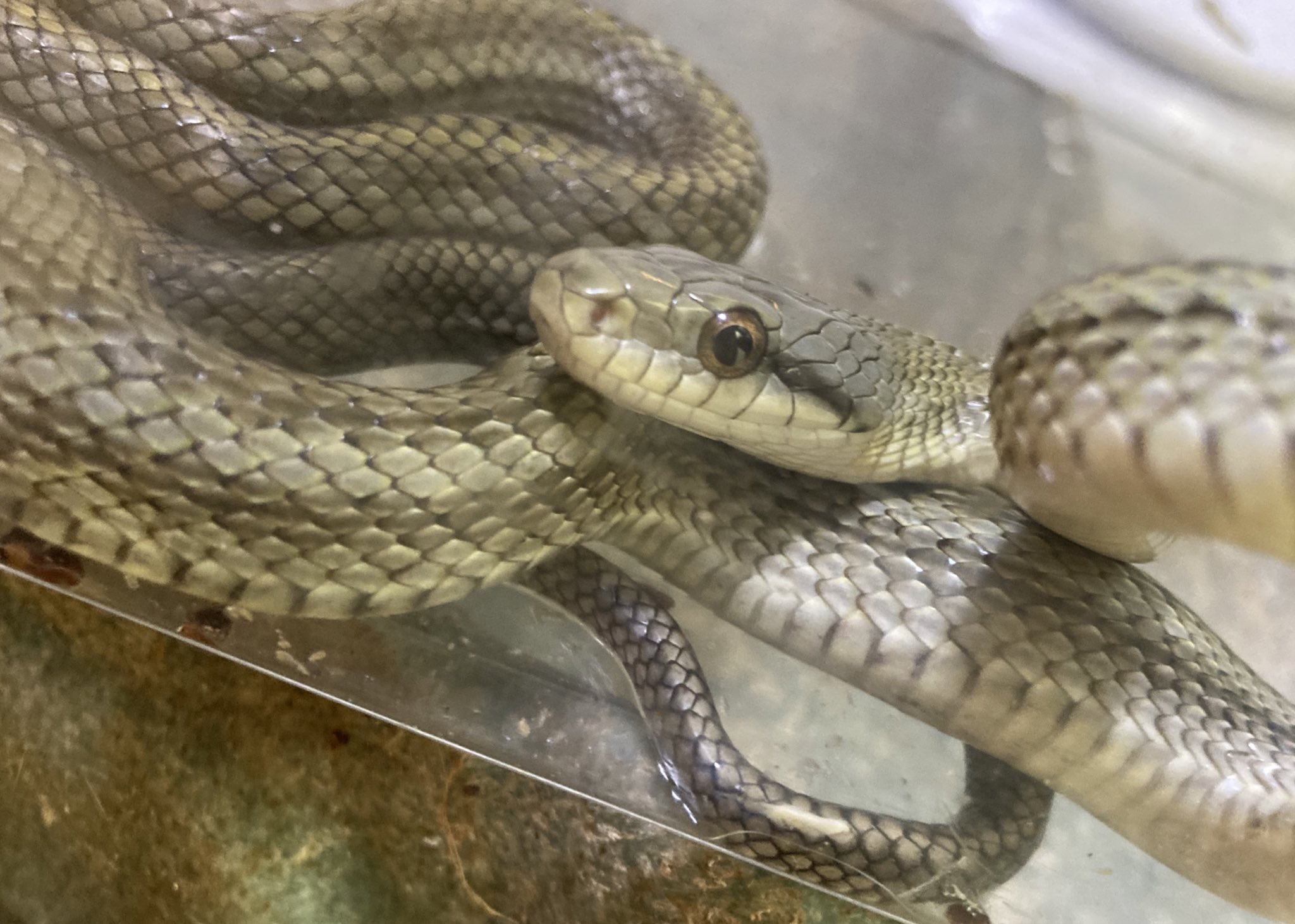 パターンレスアオダイショウ Twitter Search Twitter