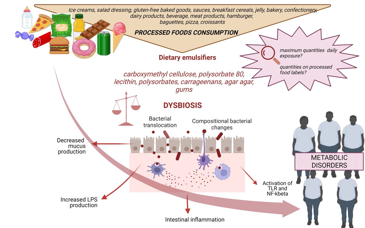 Foods_MDPI's tweet photo. #mdpifoods #Review_Collection 🫶
Recommend the Review "#Food #Emulsifiers and #Metabolic Syndrome: The Role of the #Gut Microbiota" by Martina De Siena et al.
Details at https://t.co/OTubSQ6cx4
#emulsifiers #gut #microbiota #obesity #polysorbates #carrageenans https://t.co/YB14gseBya
