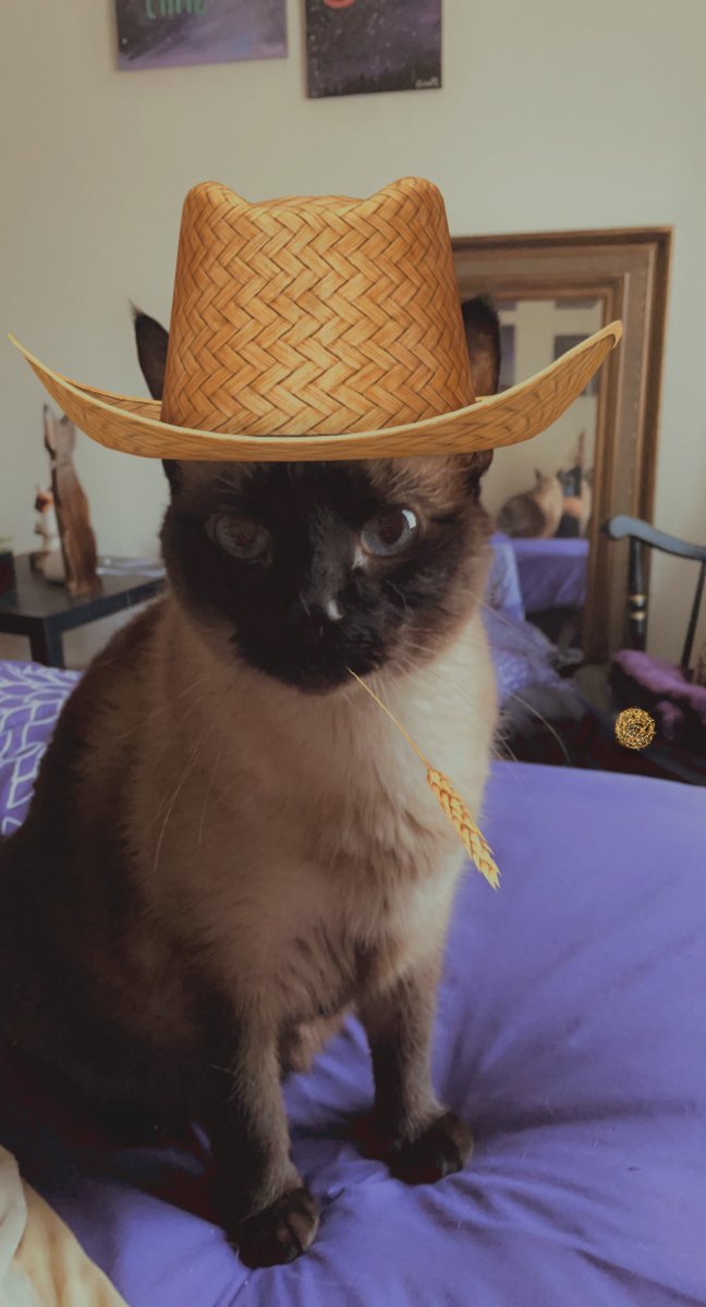 SporklessHiker's tweet photo. @CowboyCats https://t.co/ldYeEFJAND