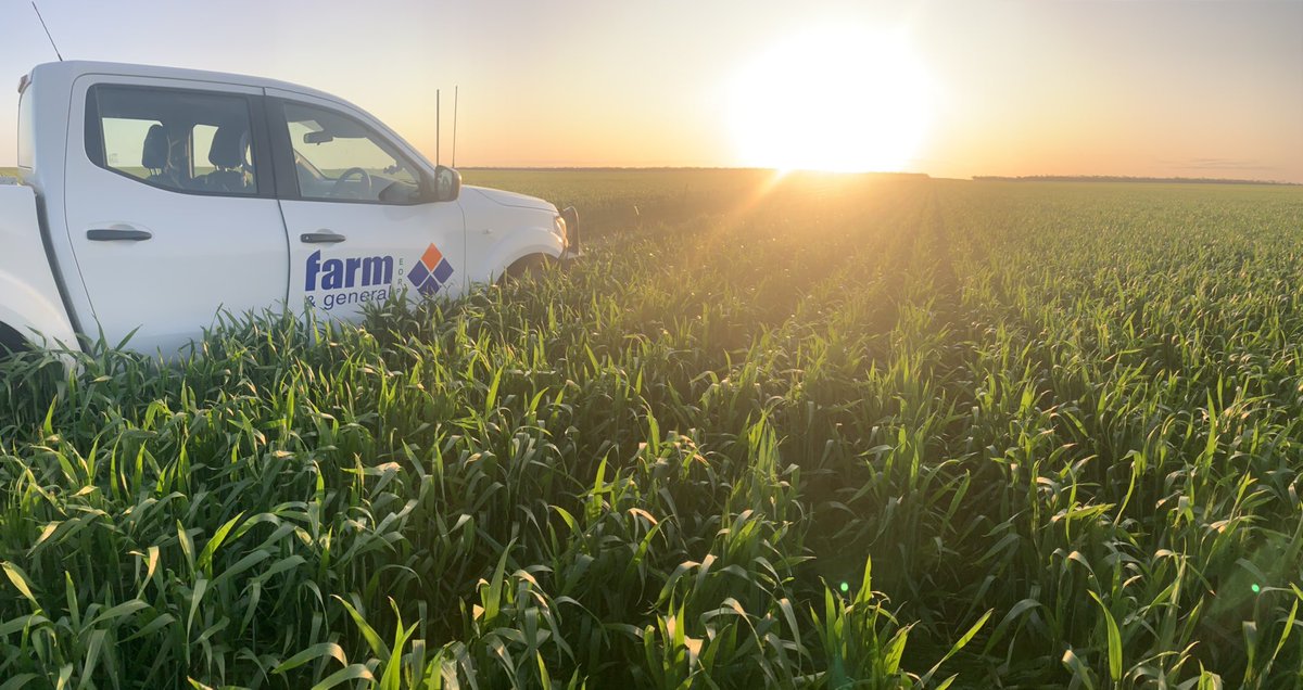 Nice little sunny arvo for disease scoring our Powdery Mildew trial in wheat.