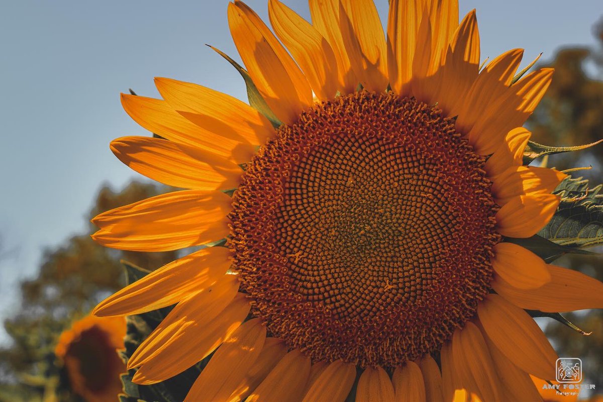 amyfoster_photo's tweet photo. The last of the sunflower shots 🌻📸

📸 Nikon D5600
✍️ Adobe Lightroom

#photography #photographer #Nikon #nikonphotography #nikoneurope #nikonownermagazine #nikond5600 #sunflower #sunflowerfields #Yellow #adobe #adobelightroom #photooftheday #photographersoftwitter https://t.co/tHU3IMCg72