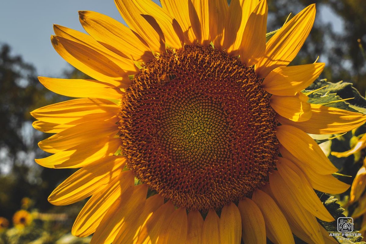 amyfoster_photo's tweet photo. The last of the sunflower shots 🌻📸

📸 Nikon D5600
✍️ Adobe Lightroom

#photography #photographer #Nikon #nikonphotography #nikoneurope #nikonownermagazine #nikond5600 #sunflower #sunflowerfields #Yellow #adobe #adobelightroom #photooftheday #photographersoftwitter https://t.co/tHU3IMCg72