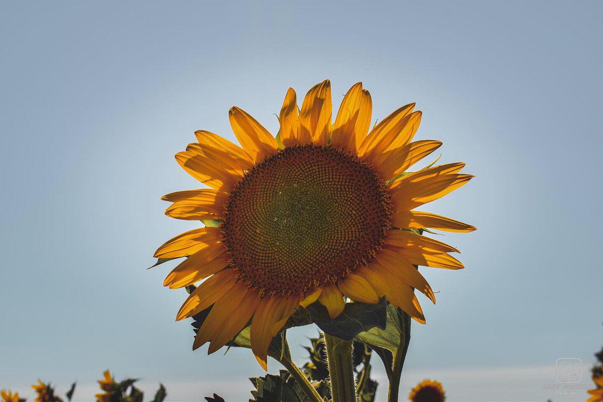 amyfoster_photo's tweet photo. The last of the sunflower shots 🌻📸

📸 Nikon D5600
✍️ Adobe Lightroom

#photography #photographer #Nikon #nikonphotography #nikoneurope #nikonownermagazine #nikond5600 #sunflower #sunflowerfields #Yellow #adobe #adobelightroom #photooftheday #photographersoftwitter https://t.co/tHU3IMCg72