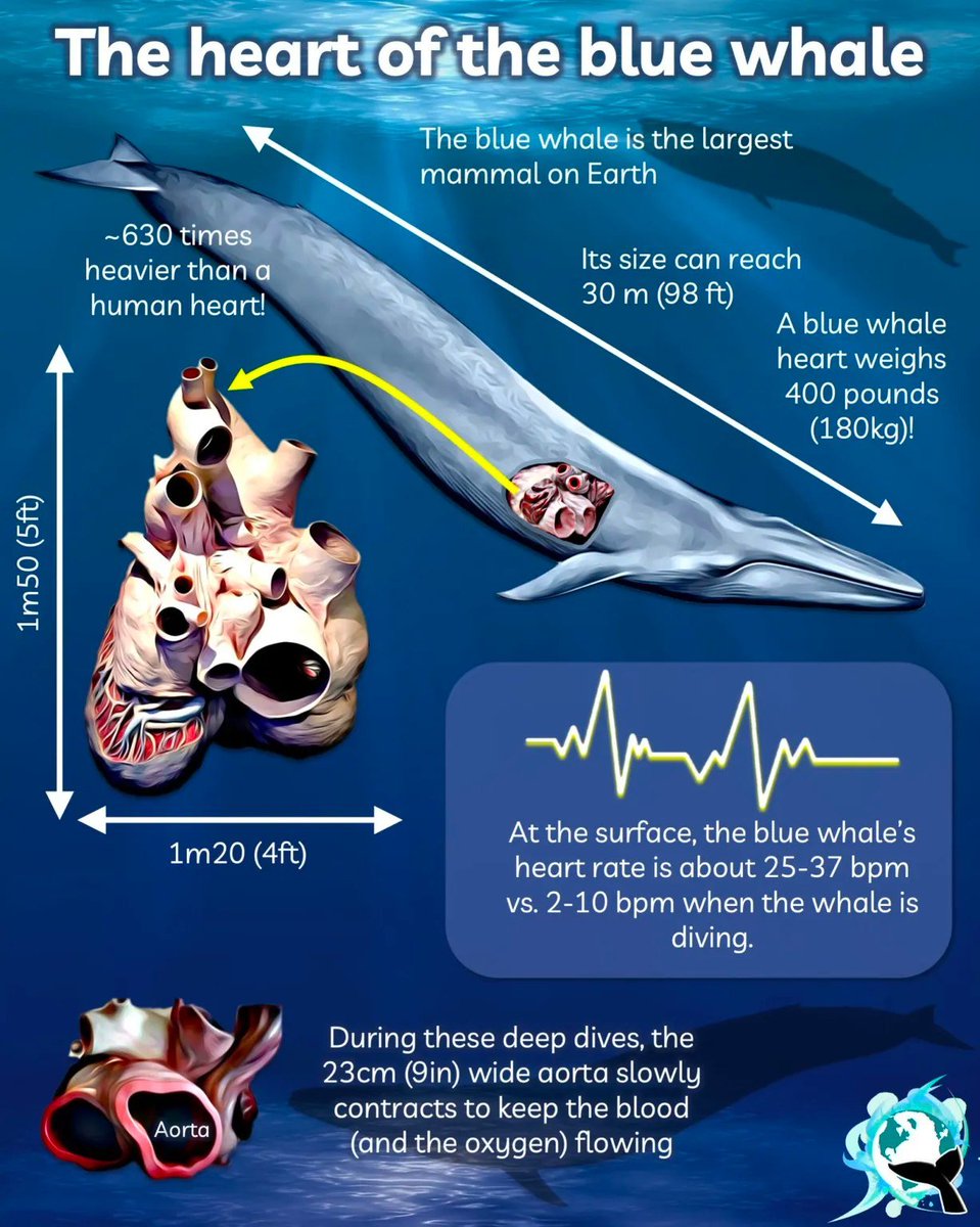 LibraryPocket's tweet image. A blue whale heart can be 5ft tall (1.5m), and weigh over 400 pounds (200kg)!

Read more : bit.ly/3CGunFH
smallpocketlibrary.com
---------------------
#free #Book #Science #Neurology #Anatomy #Biology #Infographic #picture #photography #Animal #Wildlife