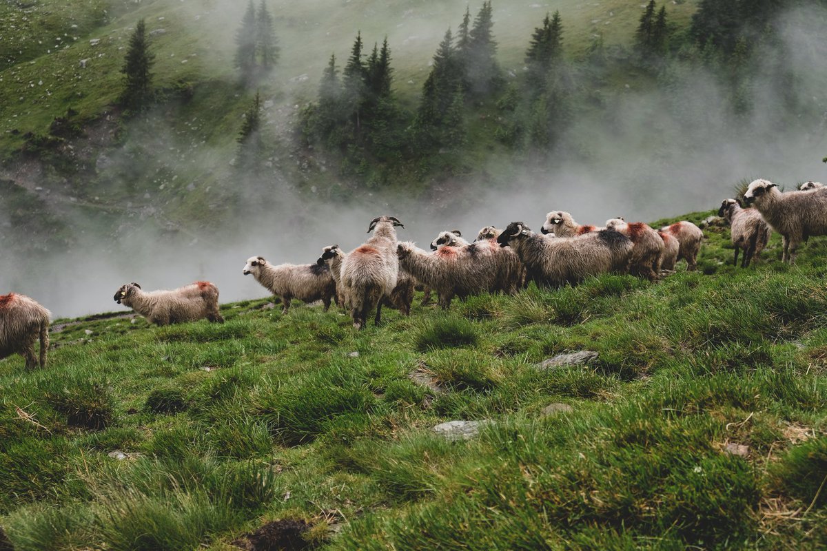 Cretu George-Paul tweet media