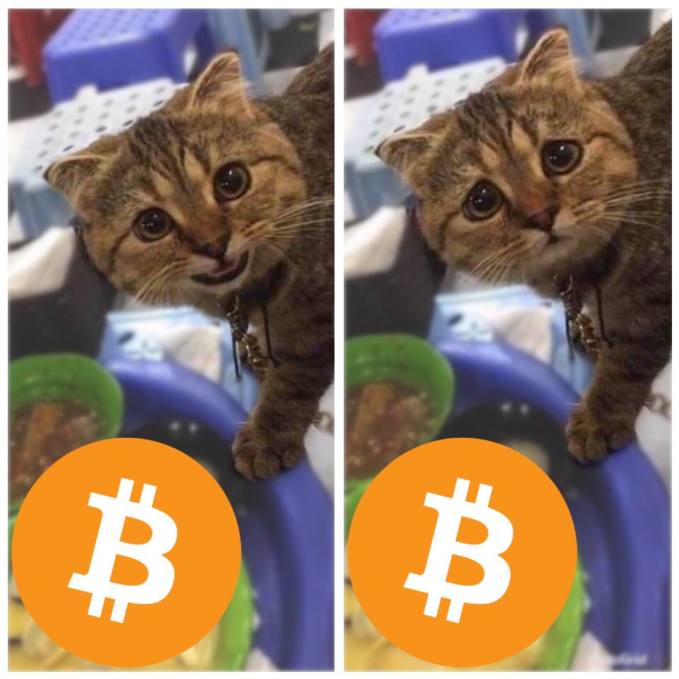 _bitcoiner's tweet photo. "Can I haz beetcorn?"
"No, you can't" https://t.co/QfFwdltbSH
