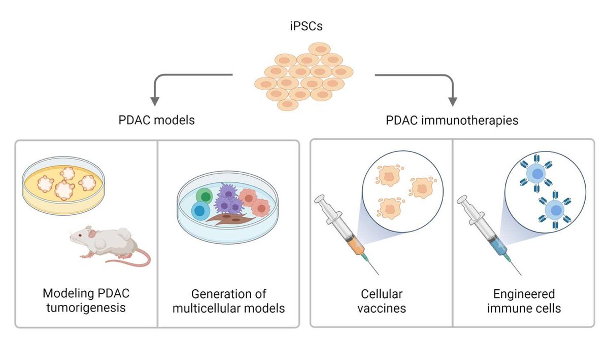 Cancers MDPI (@cancers_mdpi) on Twitter photo ✨Induced pluripotent stem cells (iPSCs) hold great potential to advance the treatment options for pancreatic cancer patients✨
Access the paper here👉mdpi.com/2072-6694/13/2…
👏by <a href="/deMirandaLab/">de Miranda Lab</a> Ricki T. Krog, <a href="/NFdeMiranda/">Noel F. de Miranda</a> et al. <a href="/LUMC_Leiden/">LUMC Leiden</a> ✨Induced pluripotent stem cells (iPSCs) hold great potential to advance the treatment options for pancreatic cancer patients✨
Access the paper here👉mdpi.com/2072-6694/13/2…
👏by <a href="/deMirandaLab/">de Miranda Lab</a> Ricki T. Krog, <a href="/NFdeMiranda/">Noel F. de Miranda</a> et al. <a href="/LUMC_Leiden/">LUMC Leiden</a>
