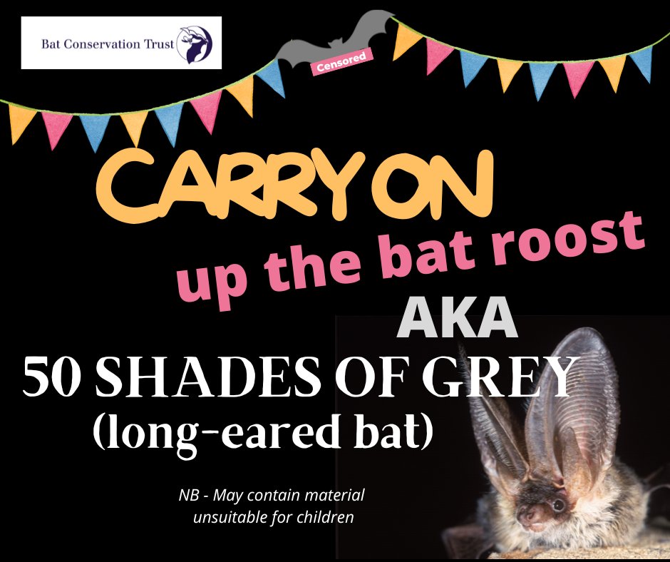 Let's talk about sex! 
8:30pm Wed 31 Aug - Zoom
We'll shine a red light on the weird &amp; wonderful world of bat sex + the research that's uncovered its secrets 
Bring your sense of humour &amp; an open mind!
Book: bats.sym-online.com/registrationfo…
Proceeds to the National Bat Helpline
#Batfest
