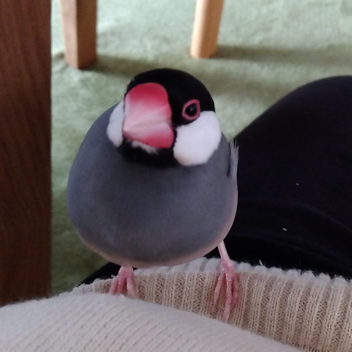 kyo_0621's tweet photo. #迷子鳥 #文鳥 #桜文鳥 #迷子
#拡散希望
8月30日18時半頃に家の窓から逃げてしまいました。

町田市､薬師池公園付近で桜文鳥を探しています。手乗り文鳥です。

もし見かけた方や保護されている方がいましたらご連絡していただけると幸いです。よろしくお願い致します https://t.co/qw68sMgy8T