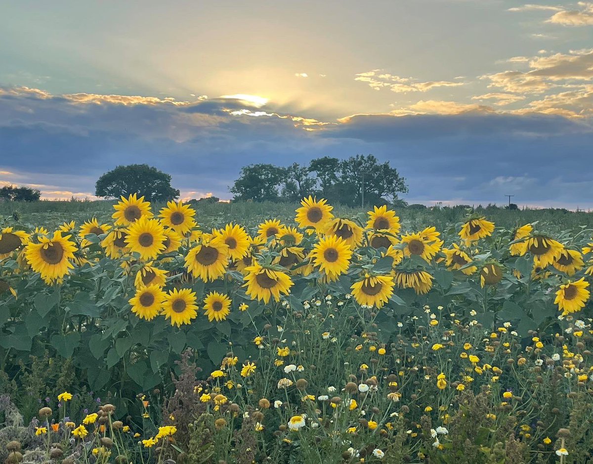 TheFedKayleigh's tweet photo. I hope you all had a wonderful bank holiday! I spent mine recharging the batteries and visiting the beautiful Sunflower fields right here in Durham! 🌻 

If you haven’t already been, I highly recommend a visit to the beautiful East Grange Farm 📍

#bankholiday #sunflowers https://t.co/zKZVOTWgMC