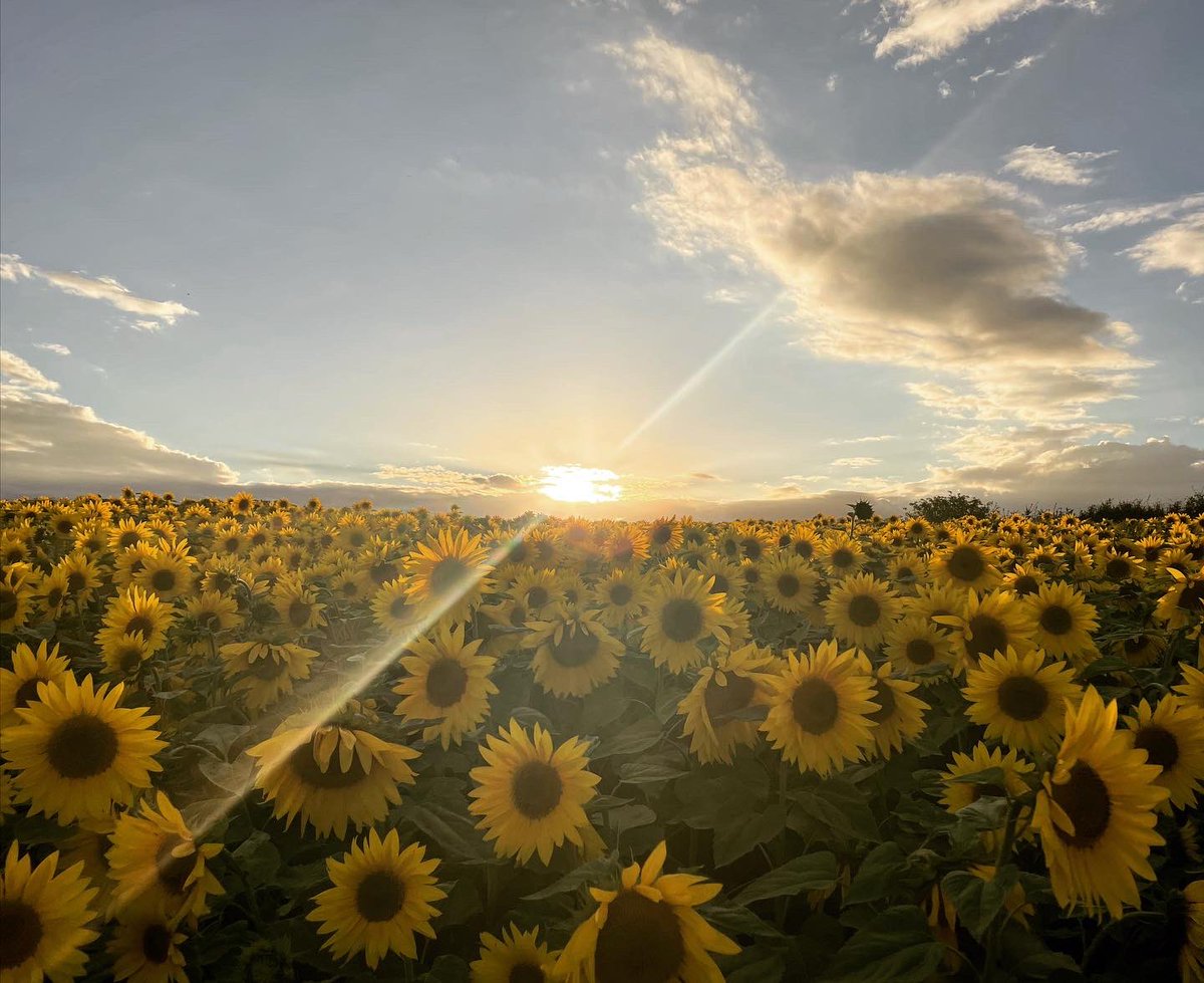 TheFedKayleigh's tweet photo. I hope you all had a wonderful bank holiday! I spent mine recharging the batteries and visiting the beautiful Sunflower fields right here in Durham! 🌻 

If you haven’t already been, I highly recommend a visit to the beautiful East Grange Farm 📍

#bankholiday #sunflowers https://t.co/zKZVOTWgMC