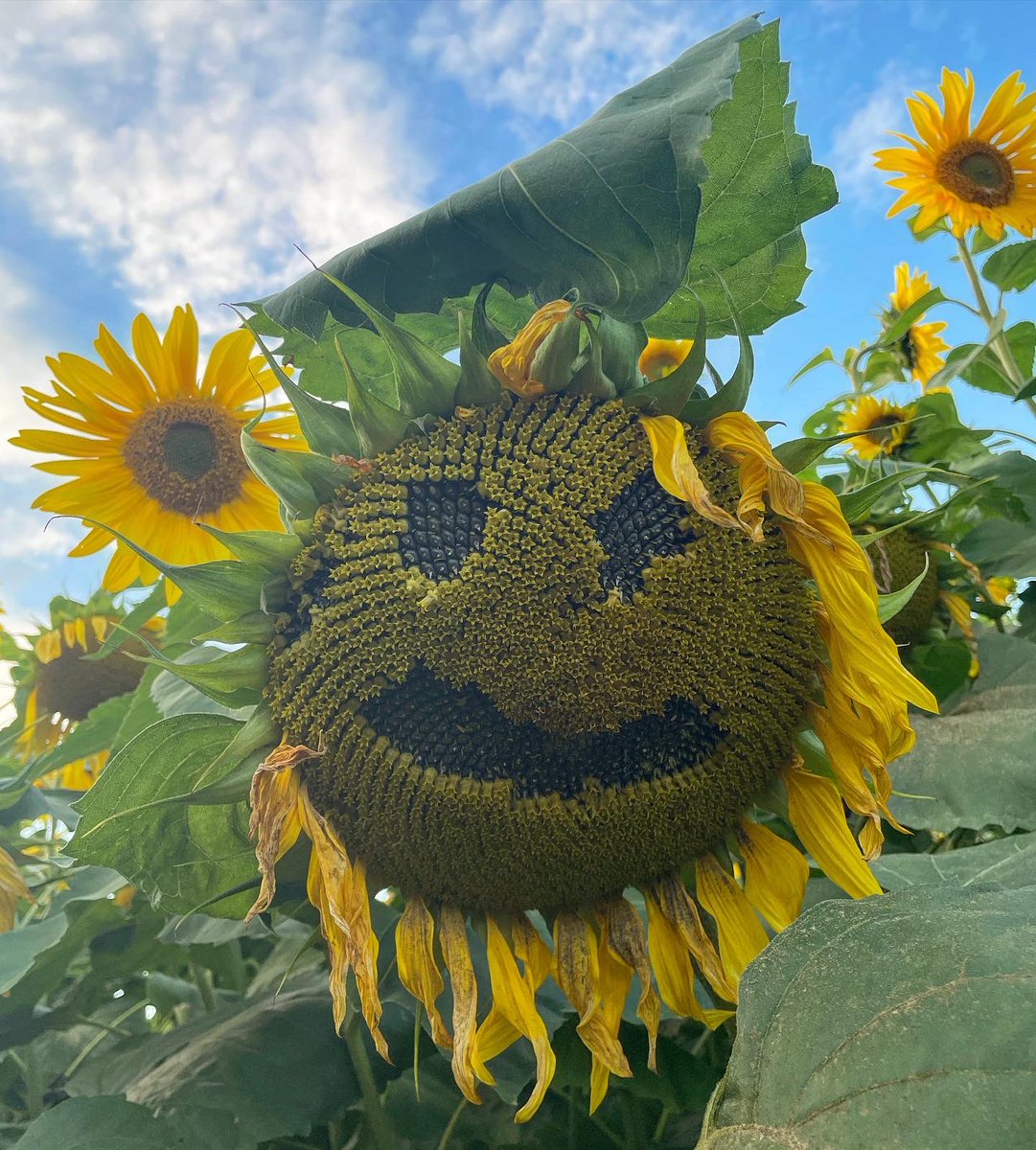 TheFedKayleigh's tweet photo. I hope you all had a wonderful bank holiday! I spent mine recharging the batteries and visiting the beautiful Sunflower fields right here in Durham! 🌻 

If you haven’t already been, I highly recommend a visit to the beautiful East Grange Farm 📍

#bankholiday #sunflowers https://t.co/zKZVOTWgMC