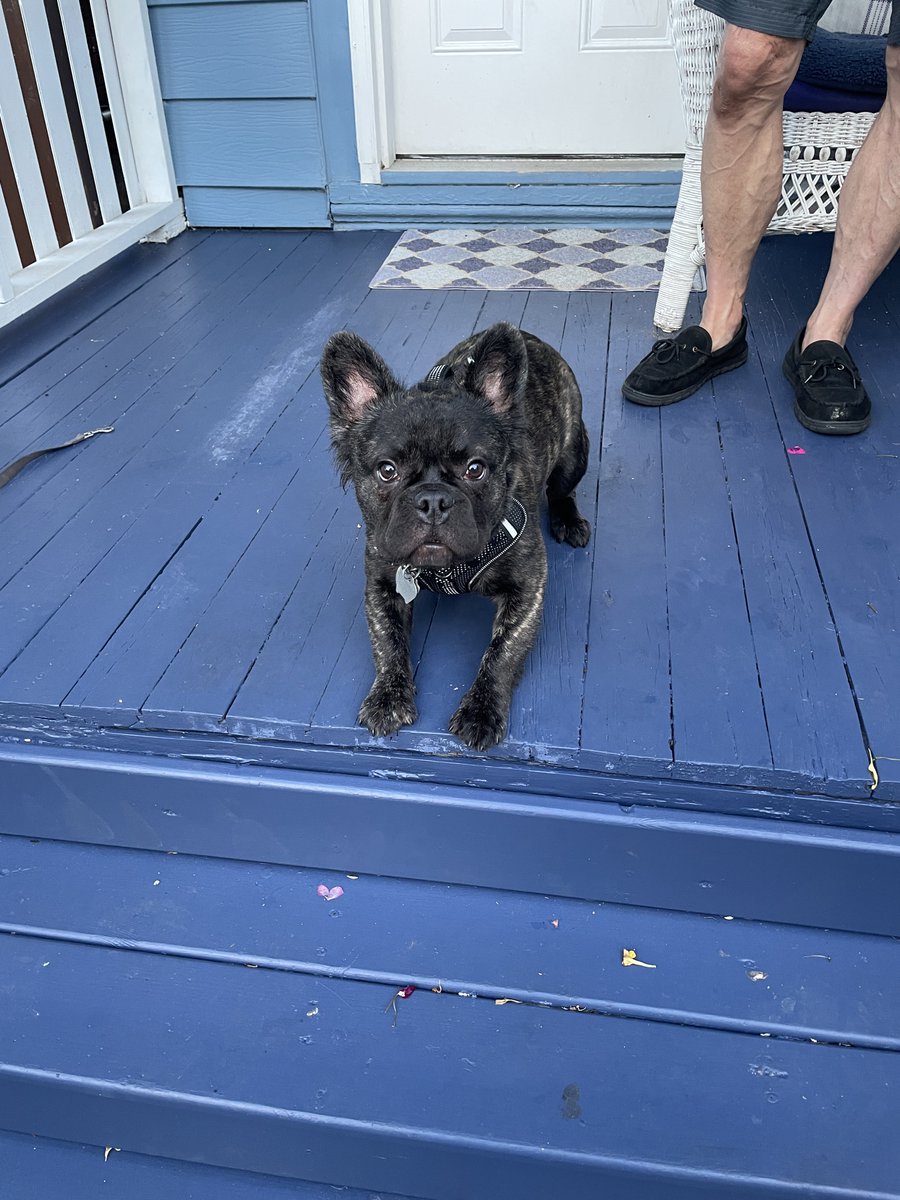 CameronKroetsch's tweet photo. We met so many engaged neighbours, and their furry friends, in the North End last night. We’ll be signing folks up for September door knocking, starting today. Join us by visiting https://t.co/XanZJCvV0R. #HamOnt #CatsForCameron https://t.co/z3emotw9n6