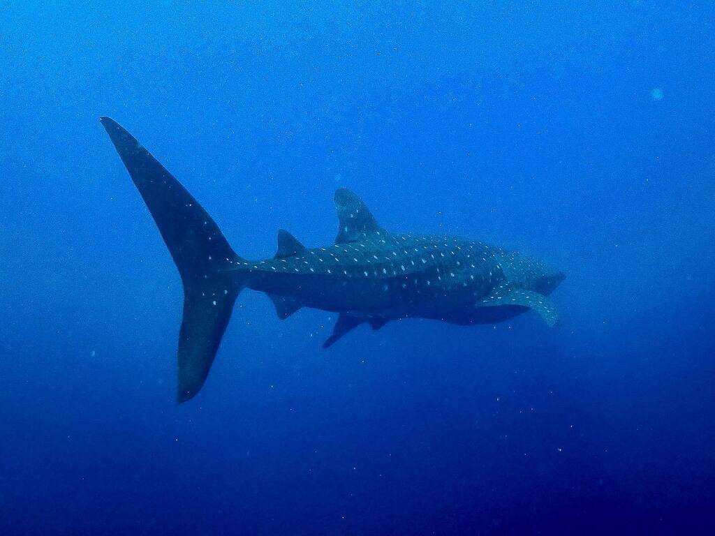 diveoclockpro's tweet photo. Drop Dive Maldives, Rasdhoo - Maldives π΄
π SSI Divemaster & Dive Instructor Courses & Internships
π https://t.co/LVOflguDID π
_______________________________________________
#maldives #rasdhoo #ssiitc #scuba #scubadiving https://t.co/mJ31lVi9oM