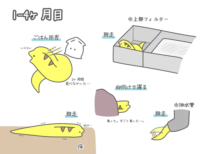 今日でウツボが家に来て1年なので、思い出をざっくりまとめました 