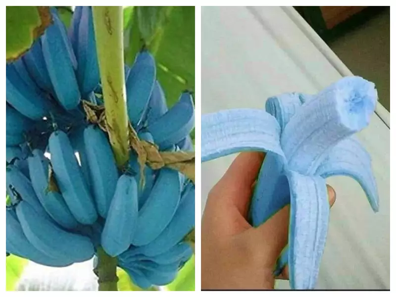 JulieParker144's tweet photo. The Blue Java is a hardy, cold-tolerant banana cultivar known for its sweet aromatic fruit, which is said to have an ice cream-like consistency and flavor reminiscent of vanilla. https://t.co/oCEVRxge5t #bluejavabanana
@youareaceo https://t.co/Fi6GAxsiek