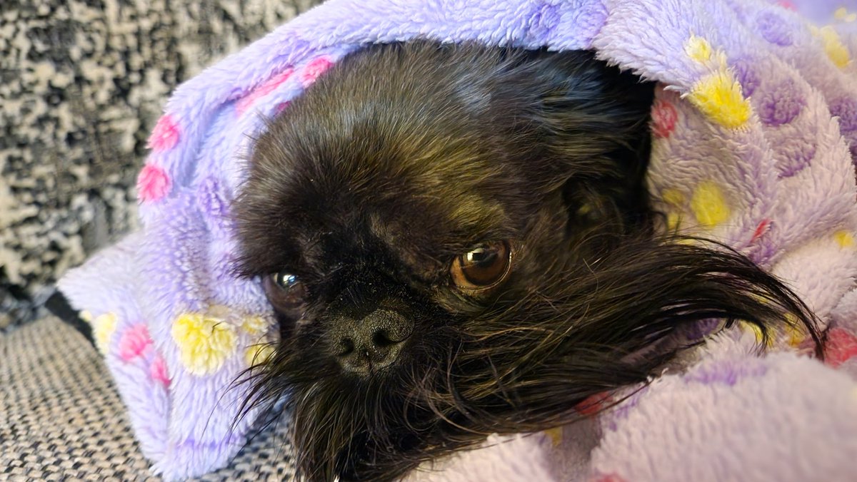 MrDemonic09's tweet photo. Dog https://t.co/7mjq7WorsV
