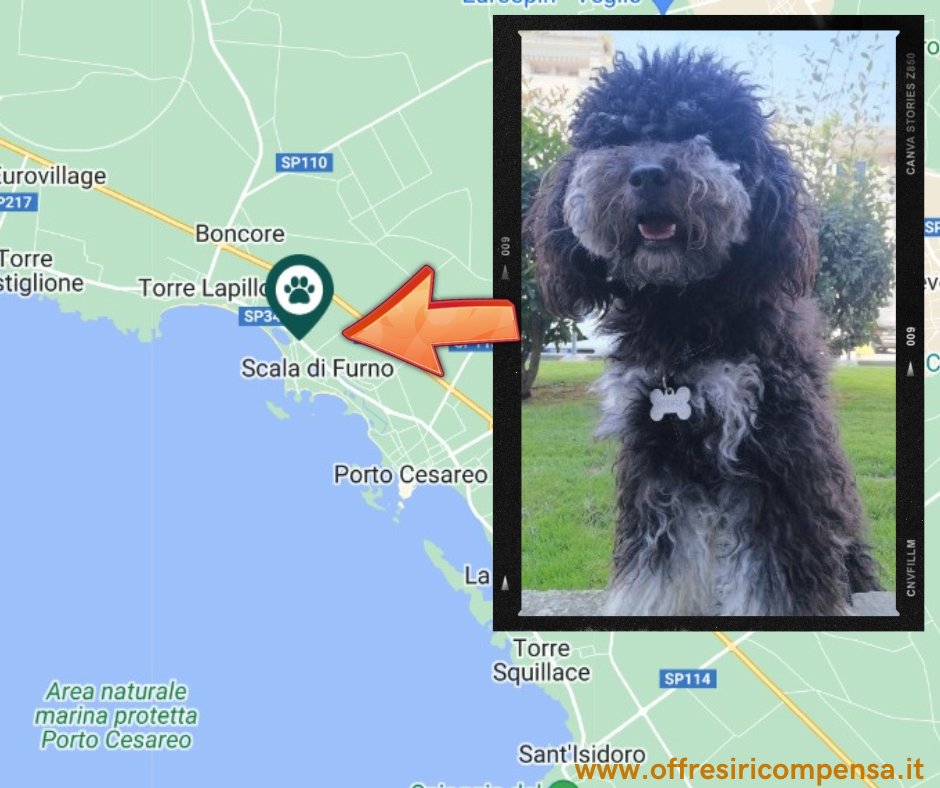 ricompensa's tweet image. Provincia di Lecce. Smarrito cucciolo di barboncino di nome  Ashton.
#ProvinciadiLecce #TorreLapillo #smarrito #barboncino #ricompensa
Maggiori informazioni: offresiricompensa.it/index.php?page…