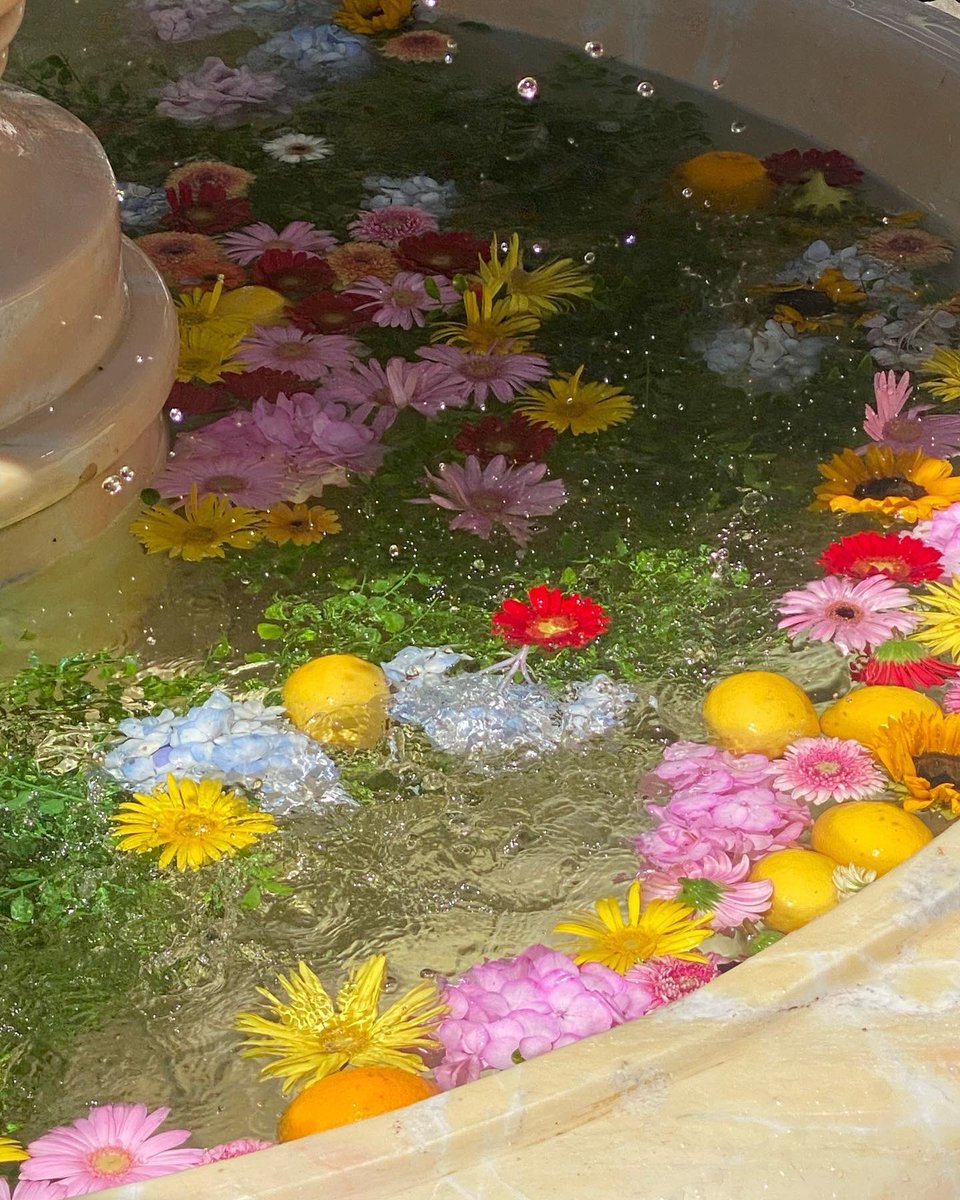 달마시안 🍊🌼🌸🫧