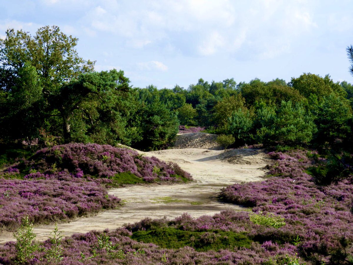 MiekePoiesz's tweet photo. Dit is #week11 van de #fotochallenge #fotozomerweken initiatief van @jolandabrwr 
14 weken lang iedere #dinsdag een andere uitdaging/thema.
Vandaag #30augustus is het thema #pad Heidepad op het Mandefjild bij Bakkeveen in Friesland #ItFryskeGea #Fryslân #VisitFryslân https://t.co/NocfQ9JGF3